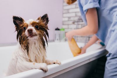 Pet Grooming and Pet Sitting Insurance in Petersburg, WV by Mid-Atlantic Group Insurance