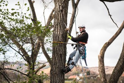 Tree Trimming Insurance in Petersburg, WV by Mid-Atlantic Group Insurance